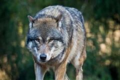 Wer hat Angst vorm &quot;bösen&quot; Wolf?